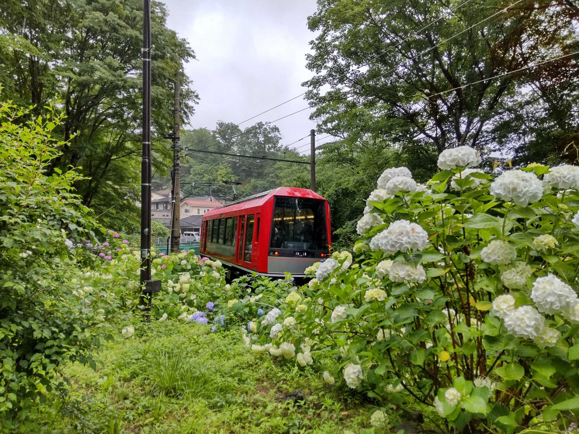 紫陽花と箱根登山線の撮影