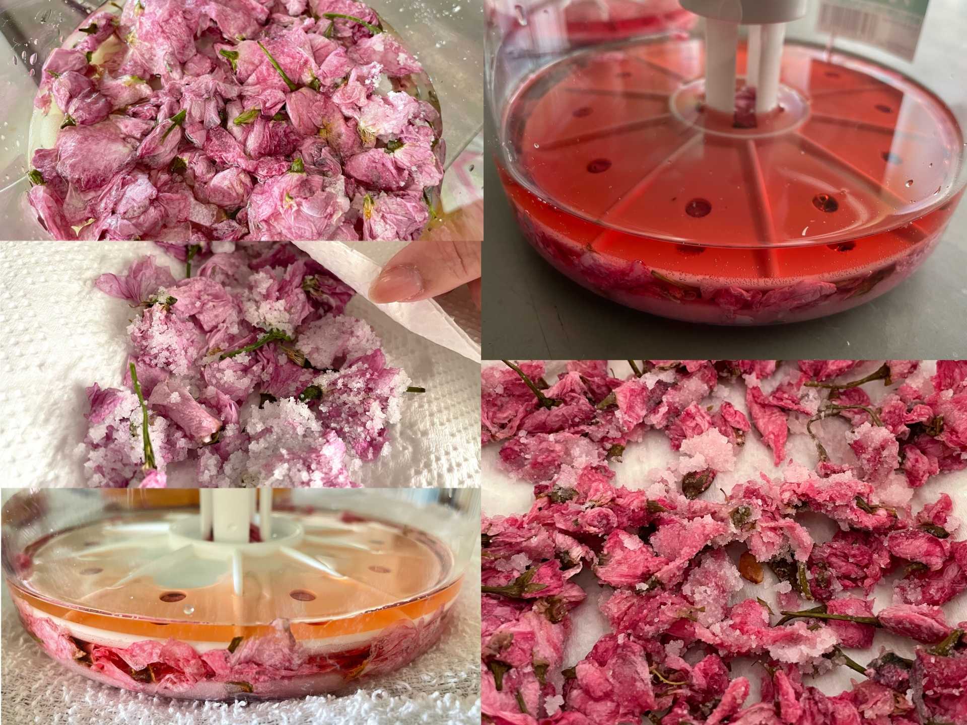 食物研究部の活動の様子